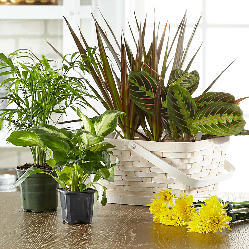 Florist Designed Blooming and Green Plants in a Basket – STEPHANIE'S GREENS-N-THINGS, West Hazleton PA