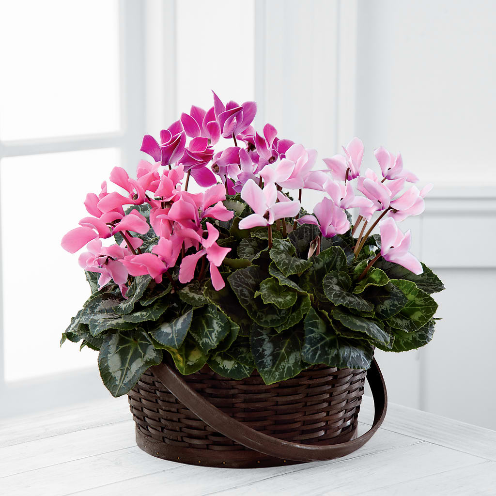 Mixed Cyclamen Planter – STEPHANIE'S GREENS-N-THINGS, West Hazleton PA