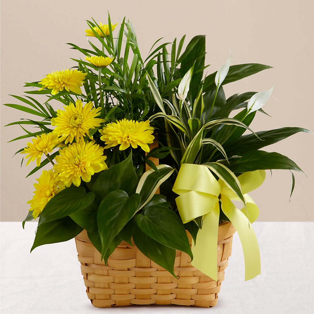 Loving Light Dishgarden – STEPHANIE'S GREENS-N-THINGS, West Hazleton PA