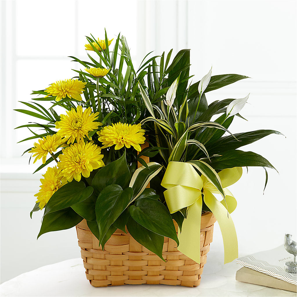 Loving Light Dishgarden – STEPHANIE'S GREENS-N-THINGS, West Hazleton PA