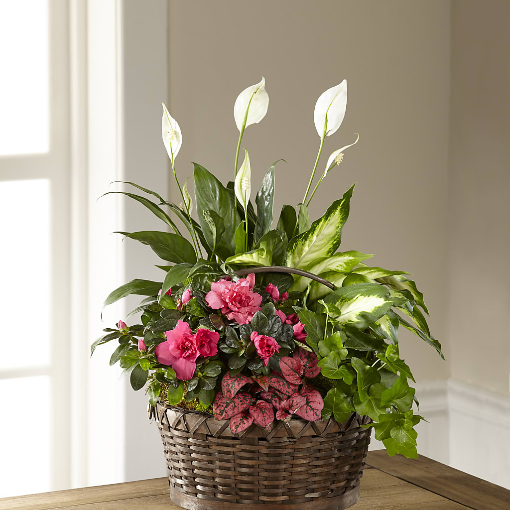 Dream in Pink Dishgarden – STEPHANIE'S GREENS-N-THINGS, West Hazleton PA