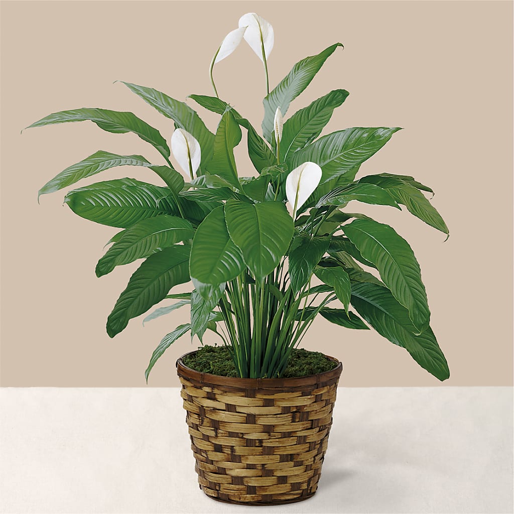 Tranquil Moments Peace Lily Plant – STEPHANIE'S GREENS-N-THINGS, West Hazleton PA