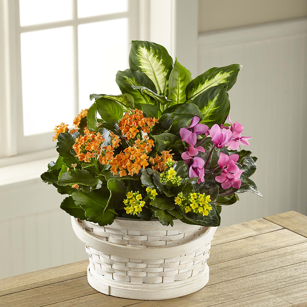 Color Crush Dishgarden – STEPHANIE'S GREENS-N-THINGS, West Hazleton PA