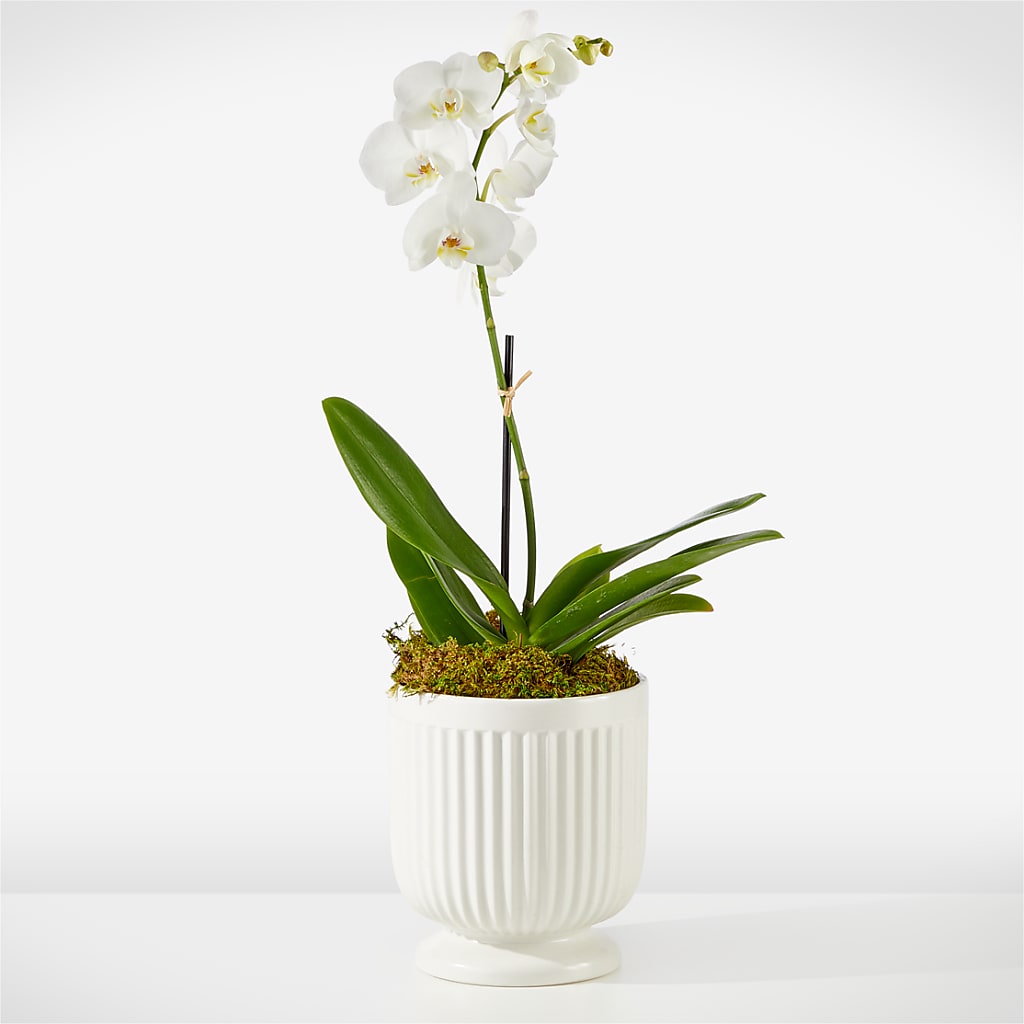 Whispering White Orchid – STEPHANIE'S GREENS-N-THINGS, West Hazleton PA