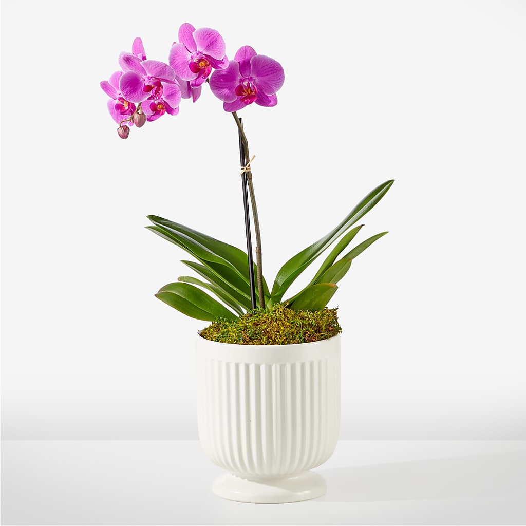 Friendly Fuchsia Orchid – STEPHANIE'S GREENS-N-THINGS, West Hazleton PA