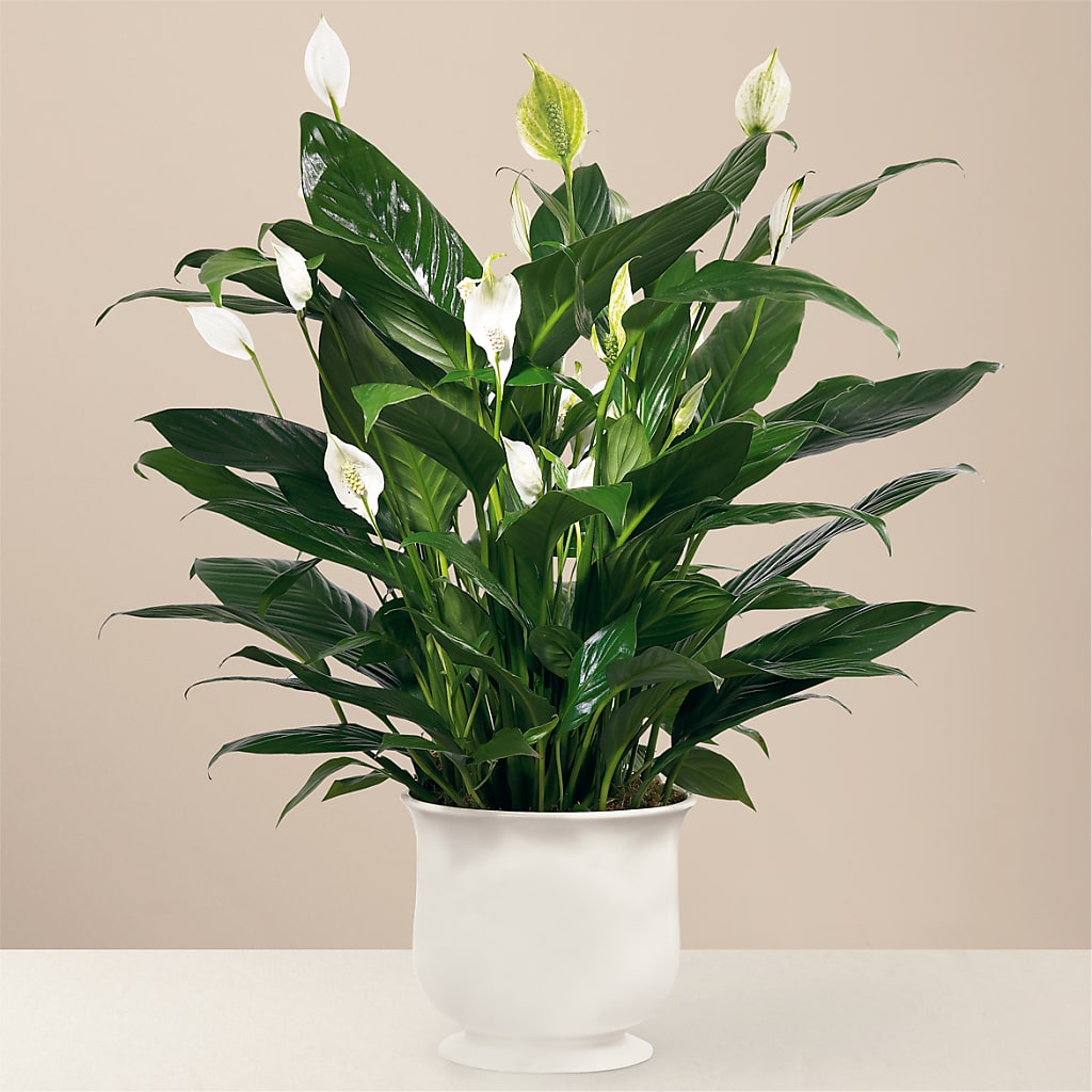 Comfort Planter – STEPHANIE'S GREENS-N-THINGS, West Hazleton PA