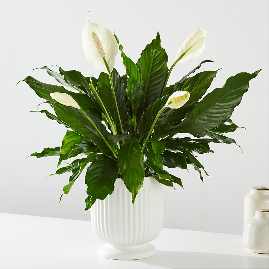 Comfort Planter – STEPHANIE'S GREENS-N-THINGS, West Hazleton PA