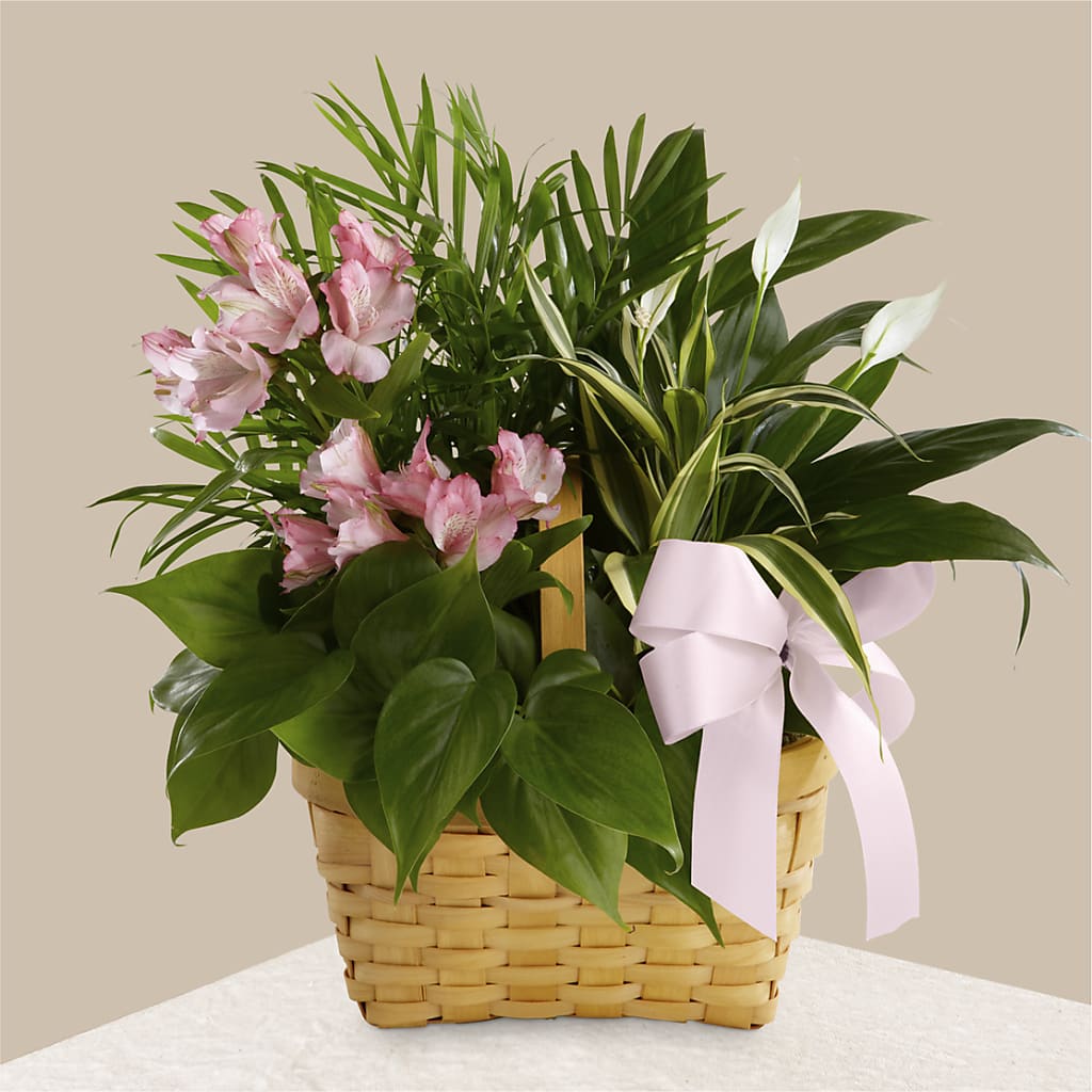 Living Spirit Dishgarden – STEPHANIE'S GREENS-N-THINGS, West Hazleton PA