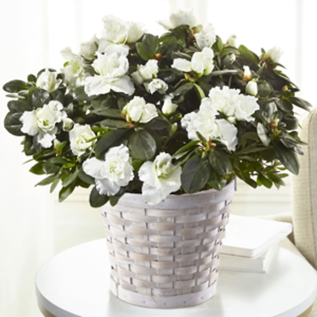 White Azalea Plant – STEPHANIE'S GREENS-N-THINGS, West Hazleton PA