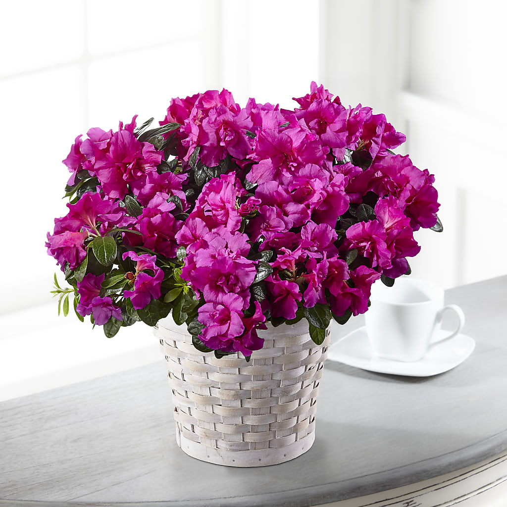 Hope & Serenity Azalea Plant – STEPHANIE'S GREENS-N-THINGS, West Hazleton PA