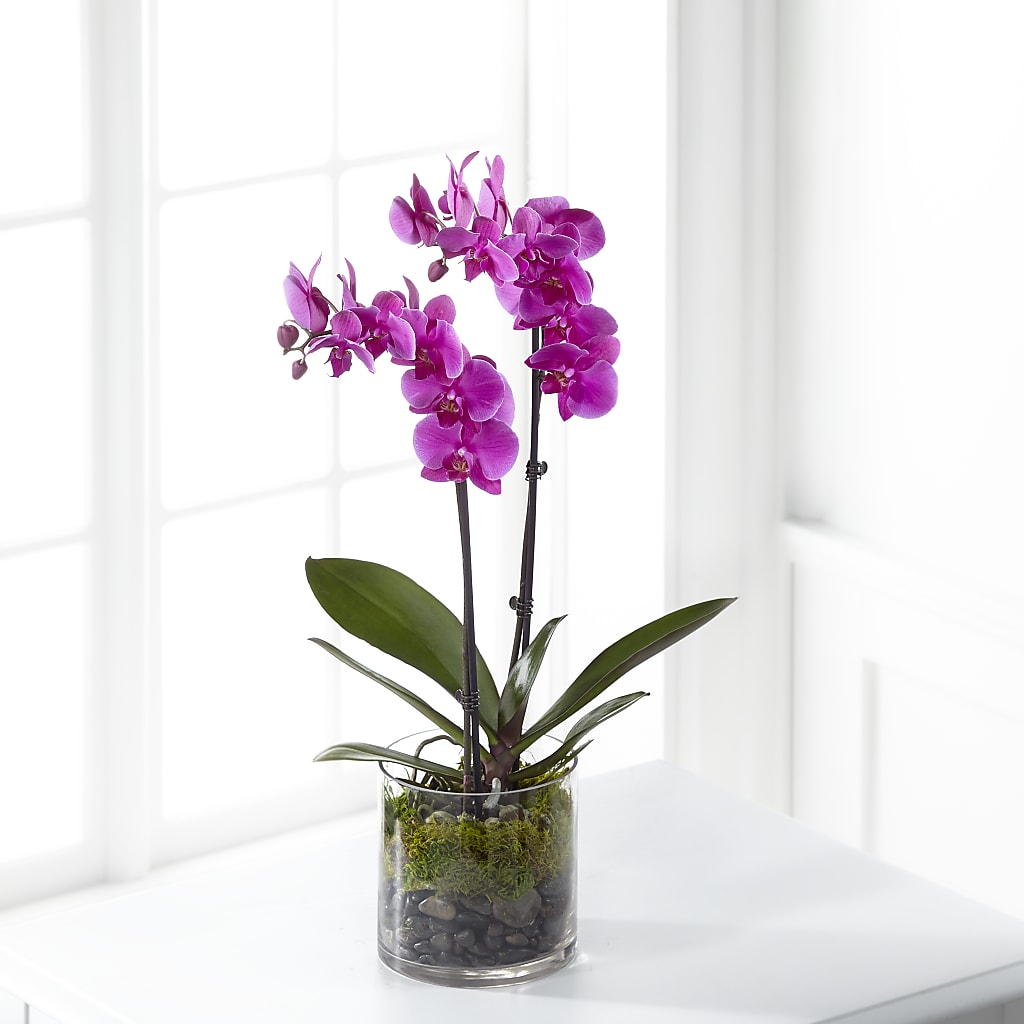 Pink Orchid Plant – STEPHANIE'S GREENS-N-THINGS, West Hazleton PA