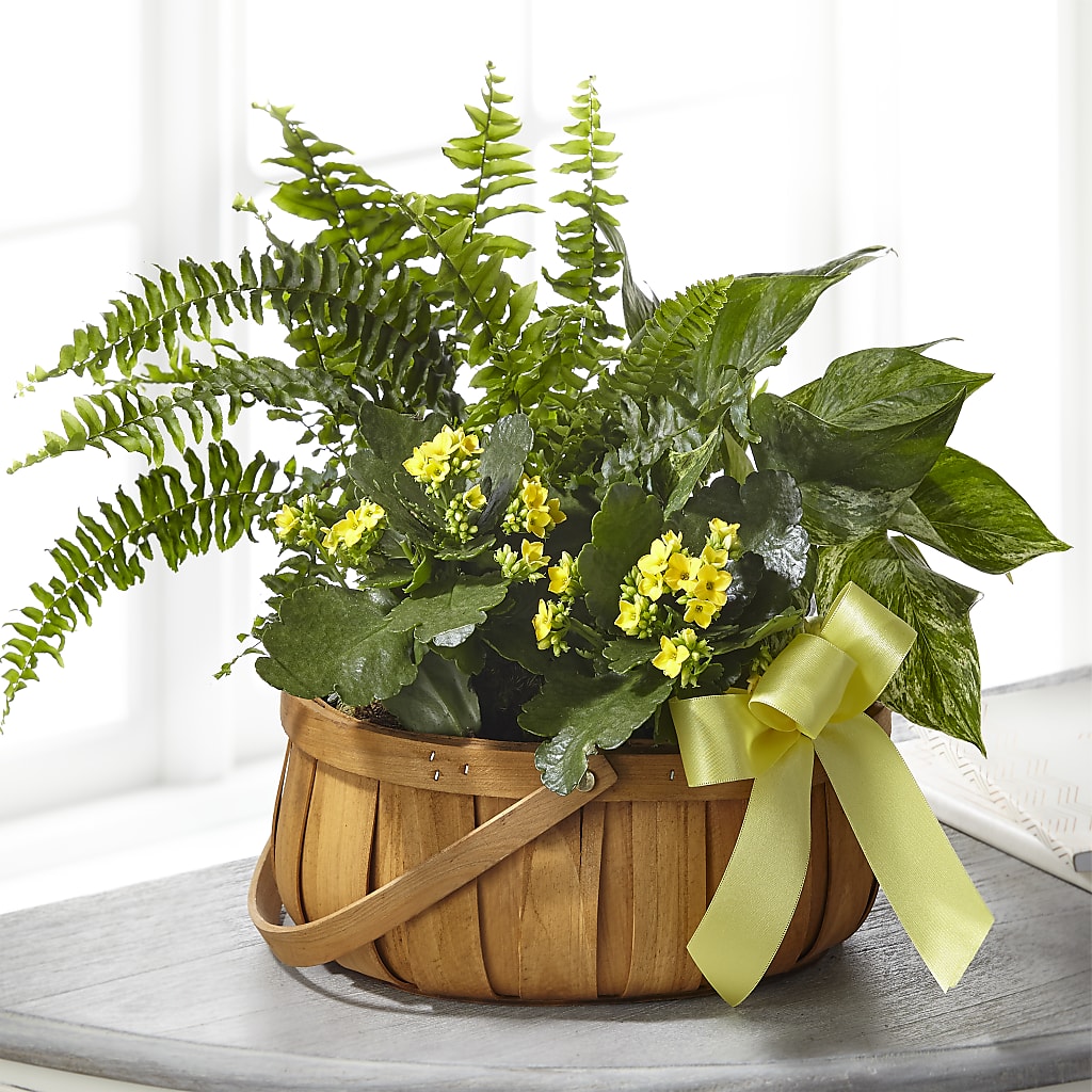 Always Dear Dishgarden – STEPHANIE'S GREENS-N-THINGS, West Hazleton PA