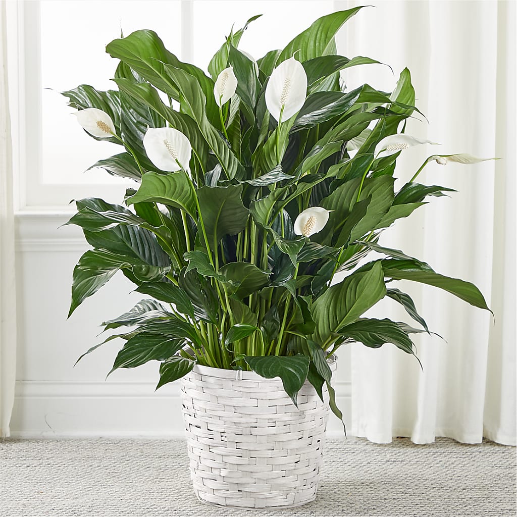 A New Leaf Peace Lily – STEPHANIE'S GREENS-N-THINGS, West Hazleton PA