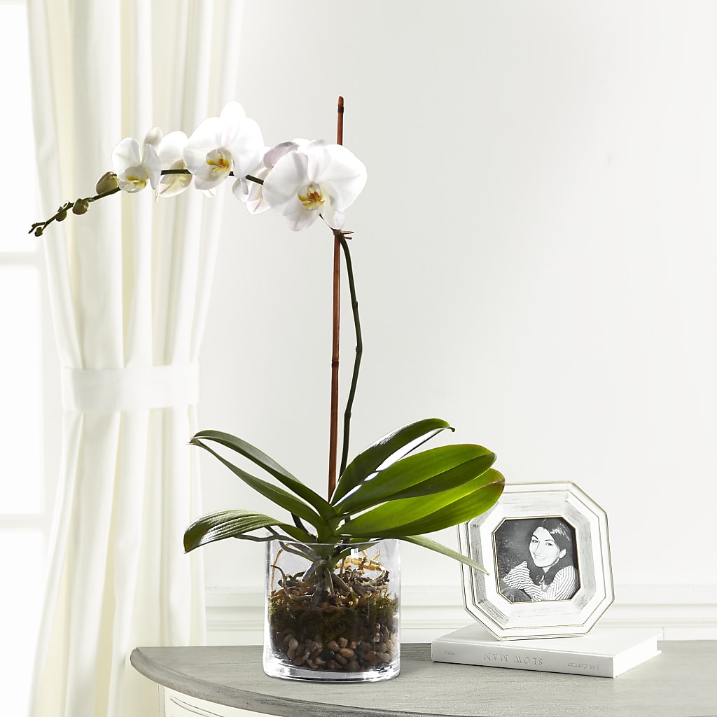 White Orchid Planter – STEPHANIE'S GREENS-N-THINGS, West Hazleton PA