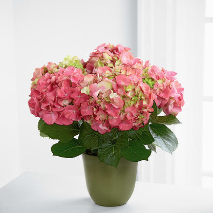 Pink Hydrangea Planter – STEPHANIE'S GREENS-N-THINGS, West Hazleton PA