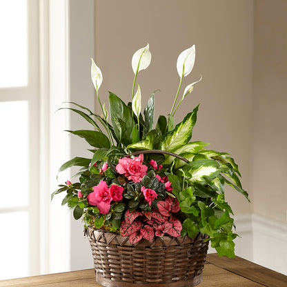 Dream in Pink Dishgarden – STEPHANIE'S GREENS-N-THINGS, West Hazleton PA