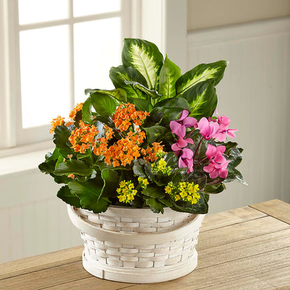 Color Crush Dishgarden – STEPHANIE'S GREENS-N-THINGS, West Hazleton PA