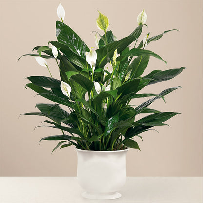Comfort Planter – STEPHANIE'S GREENS-N-THINGS, West Hazleton PA