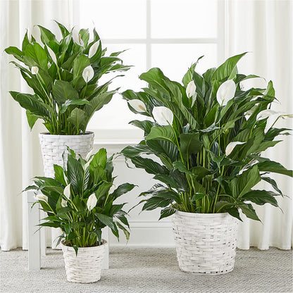 A New Leaf Peace Lily – STEPHANIE'S GREENS-N-THINGS, West Hazleton PA
