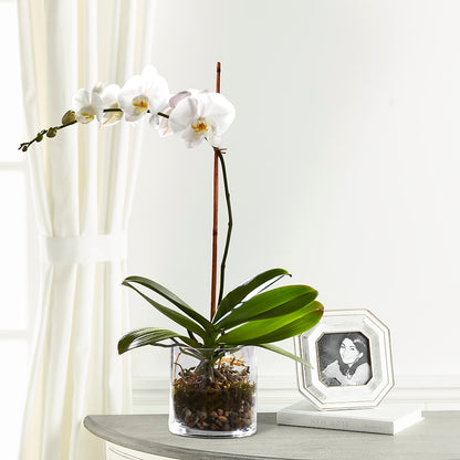 White Orchid Planter – STEPHANIE'S GREENS-N-THINGS, West Hazleton PA