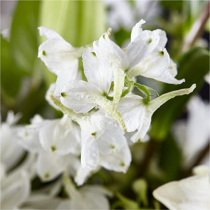 Classic Ivory – A Florist Original – STEPHANIE'S GREENS-N-THINGS, West Hazleton PA